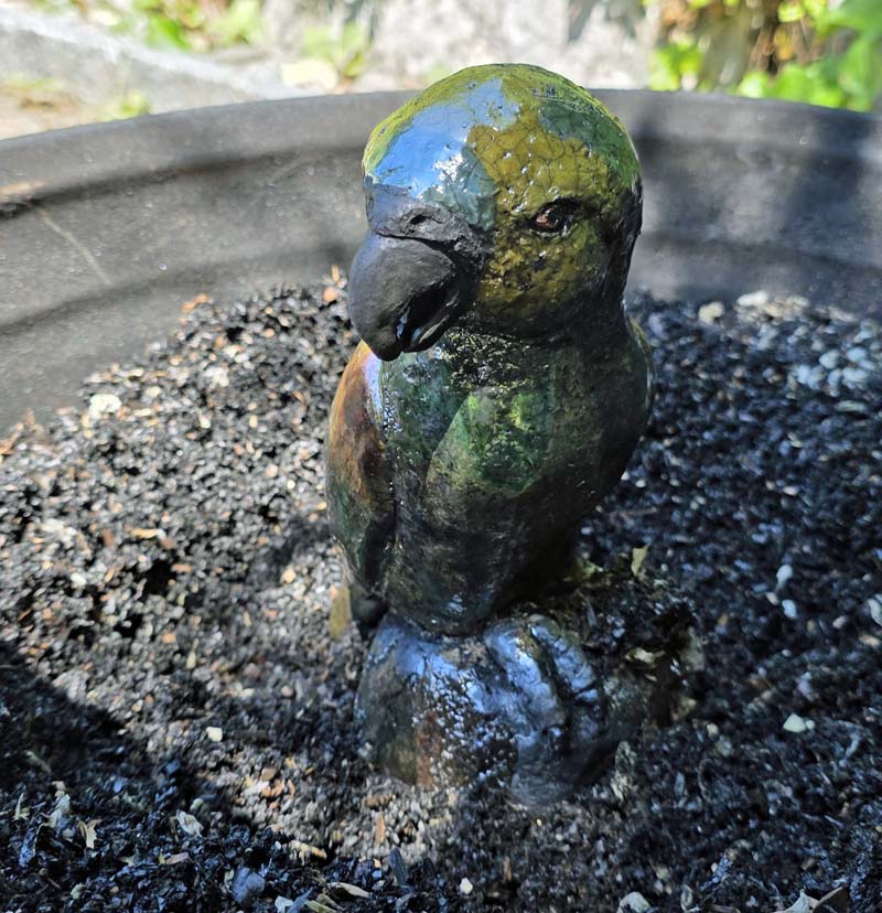 Blaustirnamazone beim Räuchern content-portfolio-Amazone4